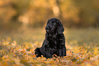 Flat Coated Retriever Puppy