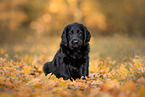 Flat Coated Retriever Puppy