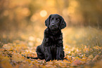 Flat Coated Retriever Puppy