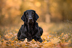 Flat Coated Retriever Puppy