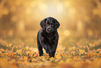 Flat Coated Retriever Puppy