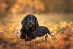 Flat Coated Retriever Puppy