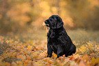 Flat Coated Retriever Puppy