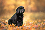 Flat Coated Retriever Puppy