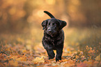 Flat Coated Retriever Puppy
