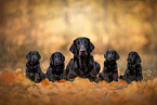 Flat Coated Retriever