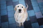 young Flat Coated Retriever