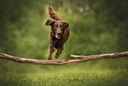 Flat Coated Retriever in summer