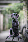 black Flat Coated Retriever