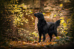Flat Coated Retriever