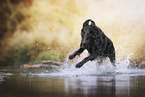 black Flat Coated Retriever