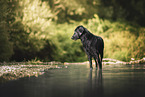 black Flat Coated Retriever