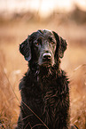 female Flat Coated Retriever