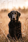 female Flat Coated Retriever
