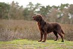 Flat Coated Retriever