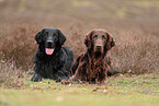 Flat Coated Retriever