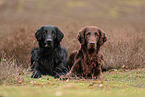 Flat Coated Retriever