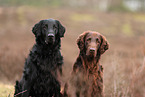 Flat Coated Retriever