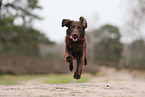Flat Coated Retriever