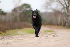 Flat Coated Retriever