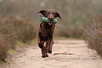 Flat Coated Retriever
