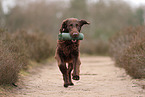 Flat Coated Retriever