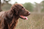 Flat Coated Retriever