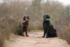 Flat Coated Retriever
