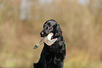 Flat Coated Retriever