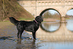 Flat Coated Retriever