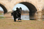 Flat Coated Retriever