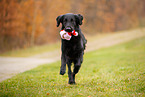 Flat Coated Retriever