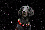 Flat Coated Retriever