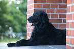 Flat Coated Retriever