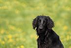 black Flat Coated Retriever