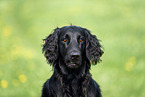 black Flat Coated Retriever