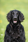 black Flat Coated Retriever