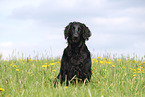 black Flat Coated Retriever