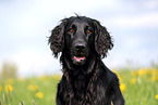 black Flat Coated Retriever