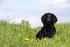 black Flat Coated Retriever