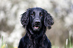 black Flat Coated Retriever
