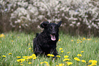 black Flat Coated Retriever