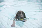 Flat Coated Retriever