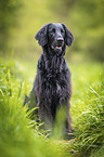 black Flat Coated Retriever