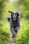 black Flat Coated Retriever