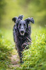 black Flat Coated Retriever