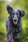 black Flat Coated Retriever