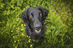 black Flat Coated Retriever
