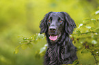 black Flat Coated Retriever