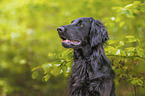 black Flat Coated Retriever